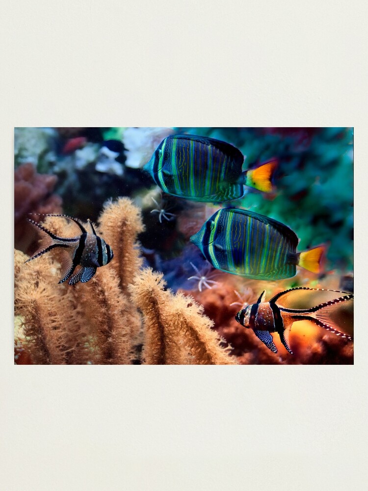 Tropical Fish Photographic Print By Ludanayvelt Redbubble