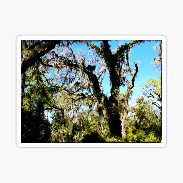 Item preview, Turpentine Camp Spanish Moss Reclaims Tree designed and sold by Shannon Sears .