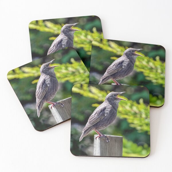 Item preview, Fledgling Starling Perched designed and sold by Tom McPherson Photography.