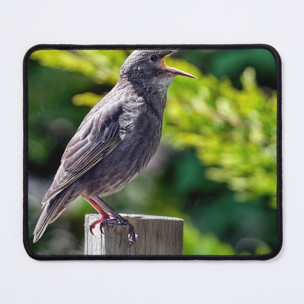 Item preview, Fledgling Starling Perched designed and sold by Tom McPherson Photography.