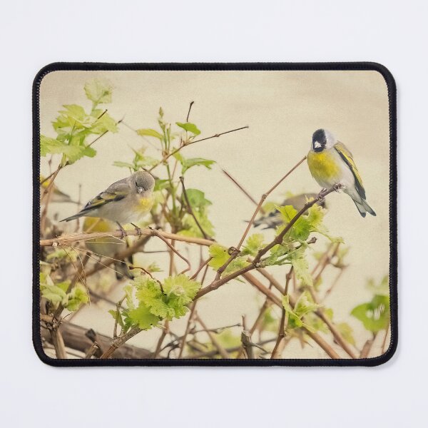 Item preview, Male and Female Lawrence's Goldfinch designed and sold by CarolM.