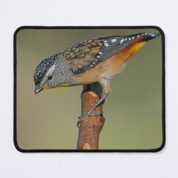 Item preview, Male Spotted Pardalote designed and sold by Nick Vertsonis.