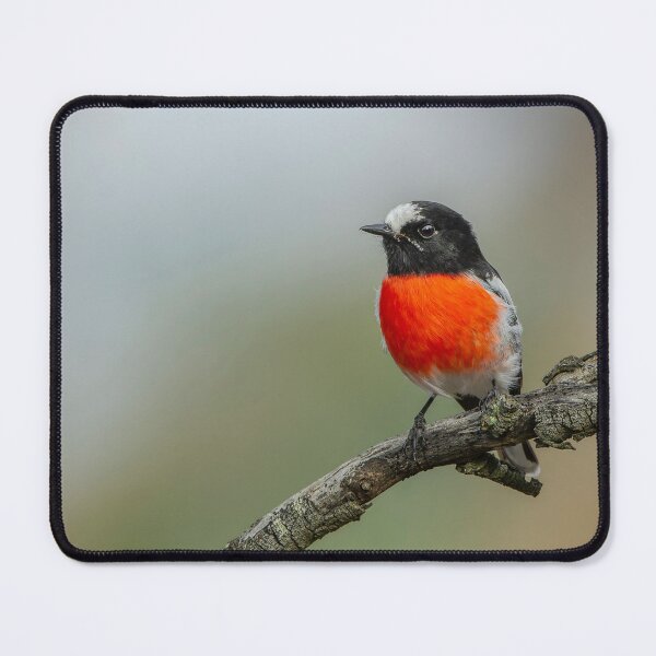 Item preview, Male Scarlet Robin designed and sold by Nick Vertsonis.