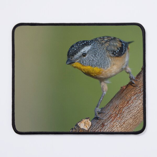 Item preview, Male Spotted Pardalote designed and sold by Nick Vertsonis.