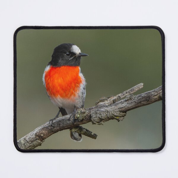 Item preview, Male Scarlet Robin designed and sold by Nick Vertsonis.