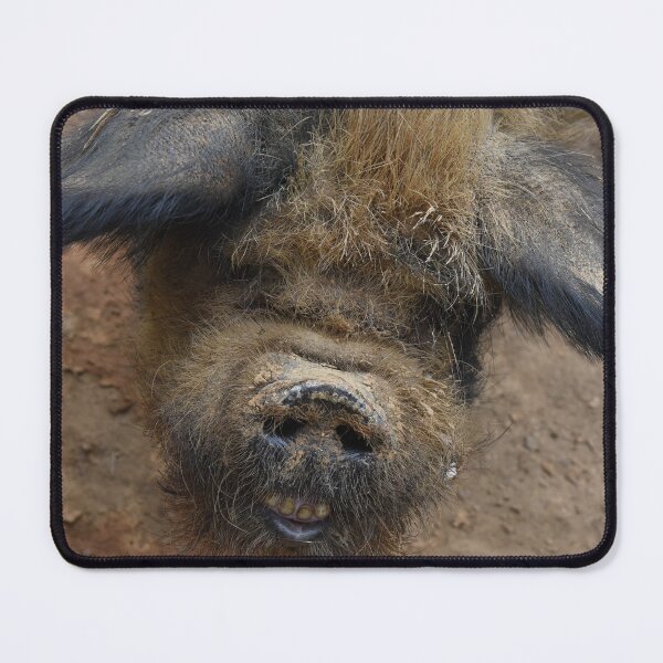 Item preview, Up close and personal with a pig  designed and sold by OzzyluArt.