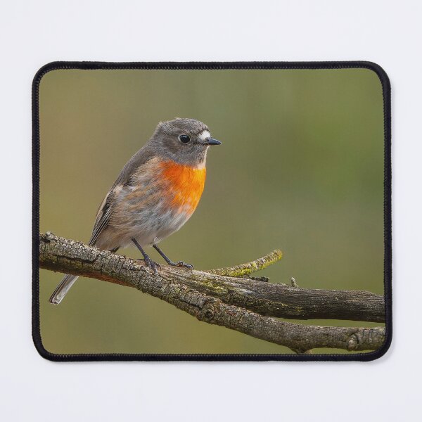 Item preview, Female Scarlet Robin designed and sold by Nick Vertsonis.