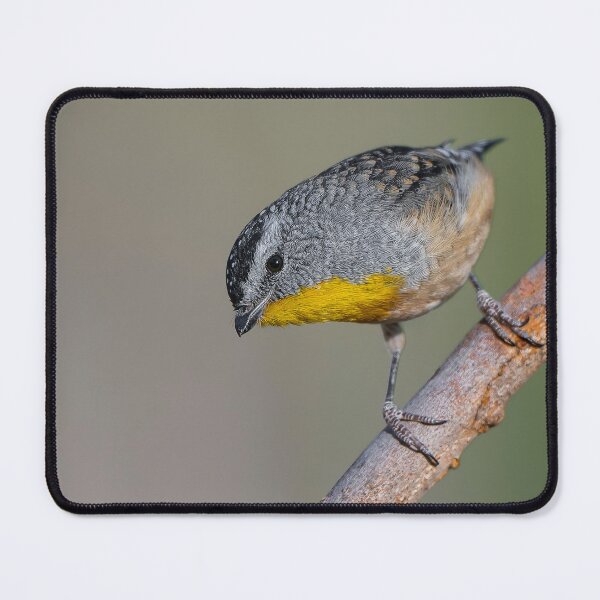Item preview, Male Spotted Pardalote designed and sold by Nick Vertsonis.