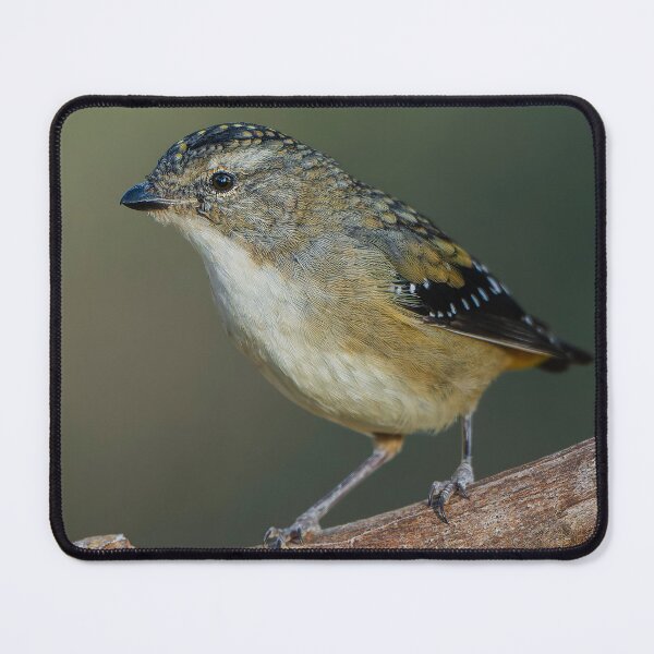 Item preview, Female Spotted Pardalote designed and sold by Nick Vertsonis.