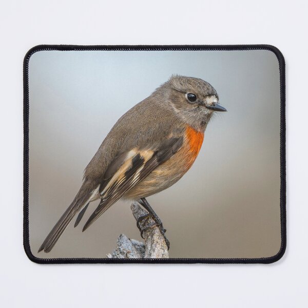Item preview, Female Scarlet Robin designed and sold by Nick Vertsonis.