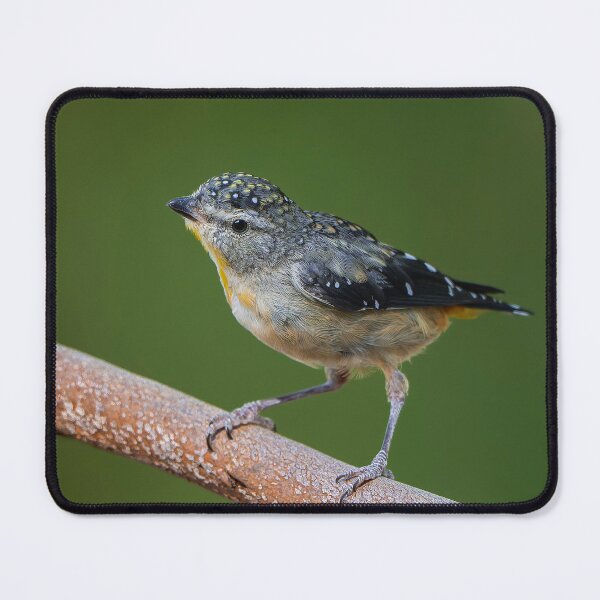 Item preview, Spotted Pardalote designed and sold by Nick Vertsonis.
