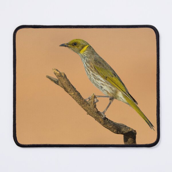 Item preview, Yellow Plumed Honeyeater designed and sold by Nick Vertsonis.