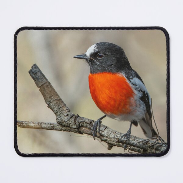 Item preview, Male Scarlet Robin designed and sold by Nick Vertsonis.