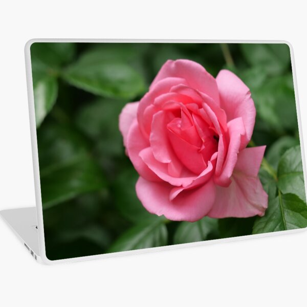 Aperçu de l'œuvre Rose rose créée et vendue par santoshputhran.