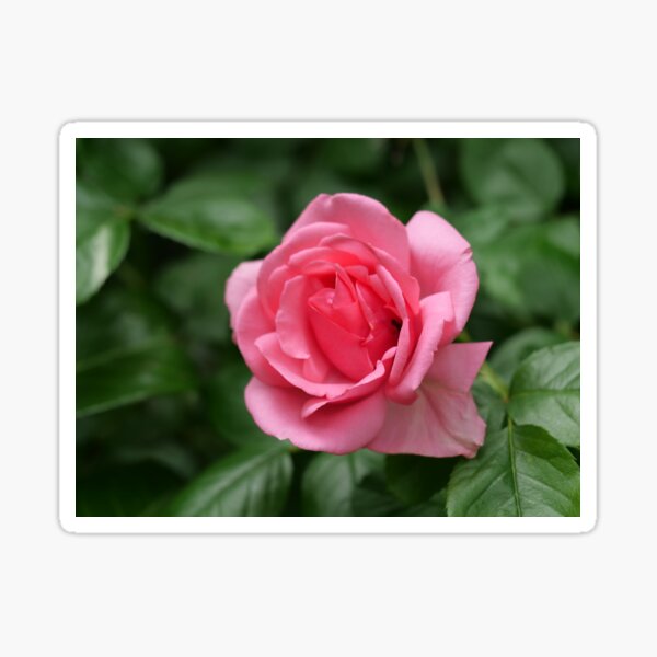 Pink rose Sticker