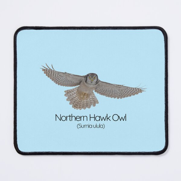 Item preview, Northern Hawk Owl – The Daytime Hunter of the Arctic designed and sold by The Digital Compass.