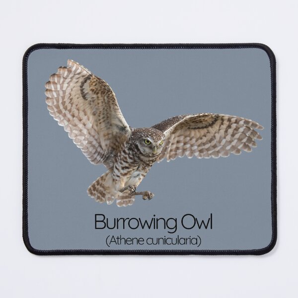 Item preview, Burrowing Owl – The Quirky Ground-Dweller designed and sold by The Digital Compass.