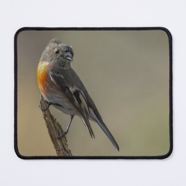 Item preview, Female Scarlet Robin designed and sold by Nick Vertsonis.