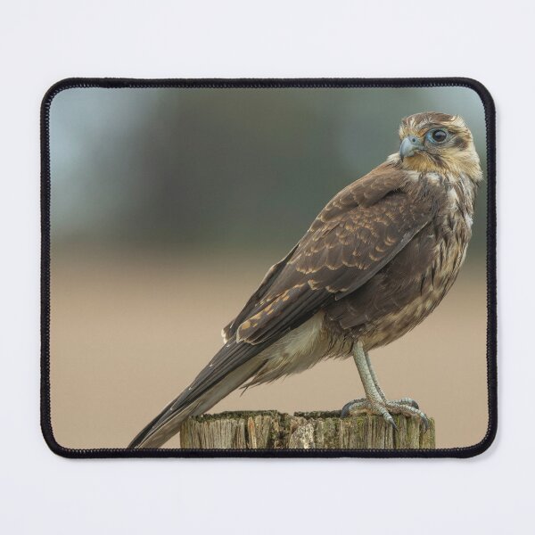 Item preview, Brown Falcon designed and sold by Nick Vertsonis.