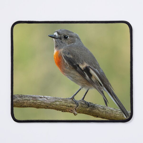 Item preview, Female Scarlet Robin designed and sold by Nick Vertsonis.
