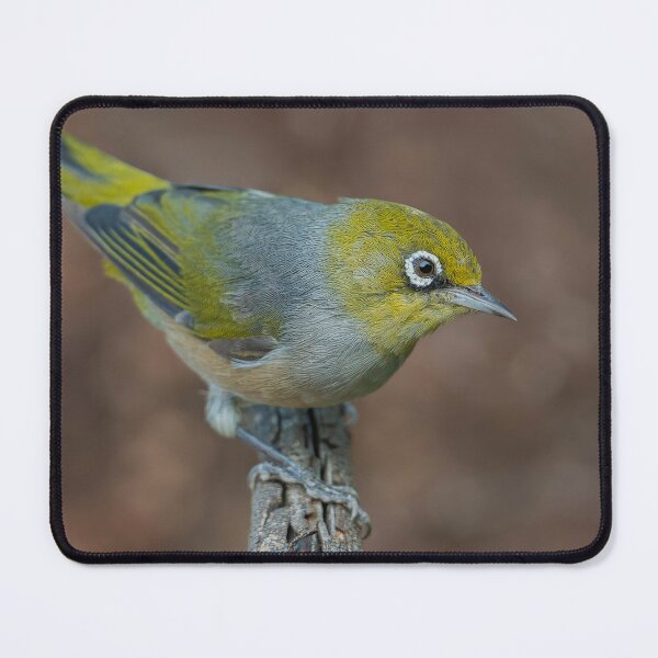 Item preview, Silvereye designed and sold by Nick Vertsonis.