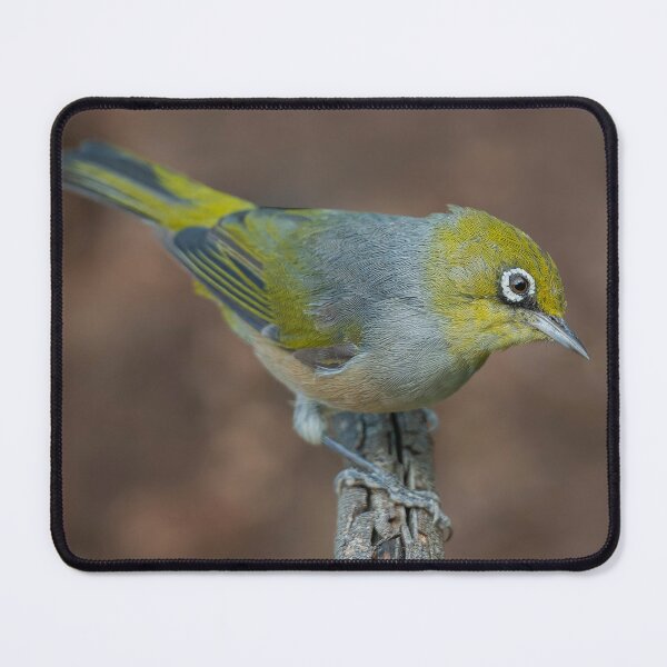Item preview, Silvereye designed and sold by Nick Vertsonis.