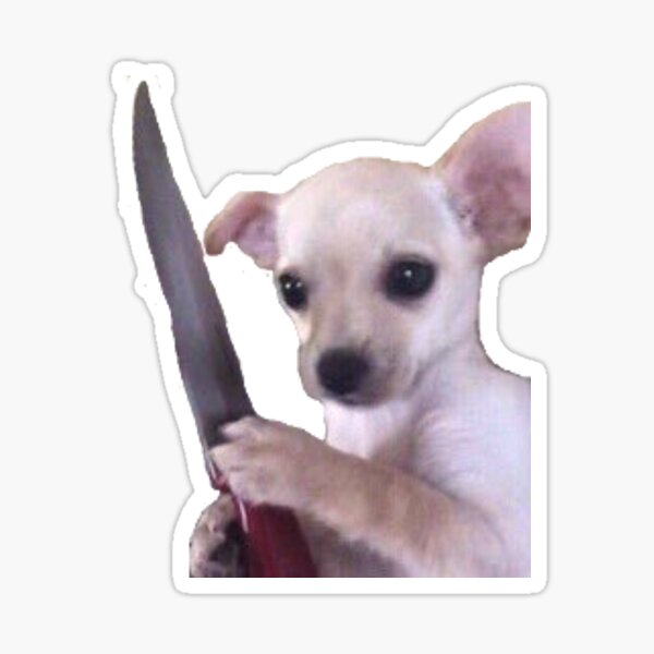 Dangerous Chihuahua Sticker