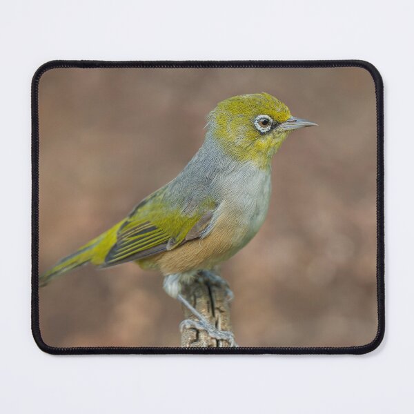 Item preview, Silvereye designed and sold by Nick Vertsonis.