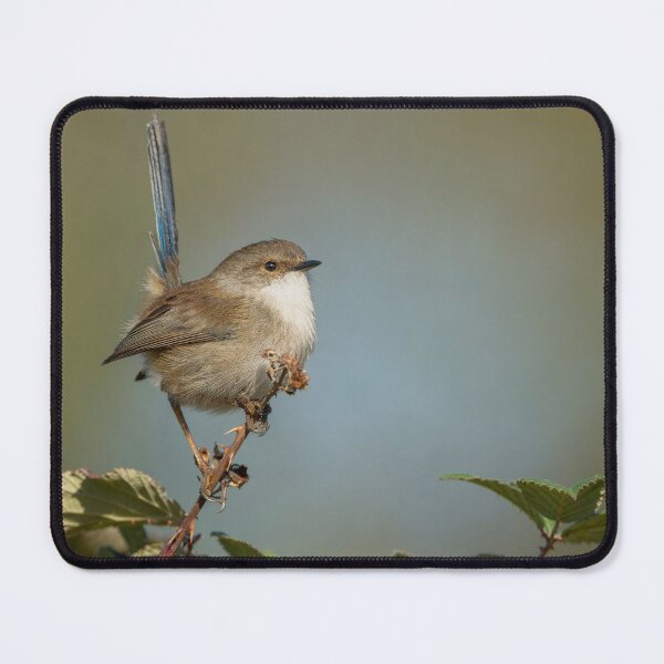 Item preview, Male Superb Fairywren designed and sold by Nick Vertsonis.