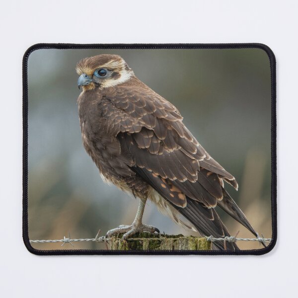 Item preview, Brown Falcon designed and sold by Nick Vertsonis.