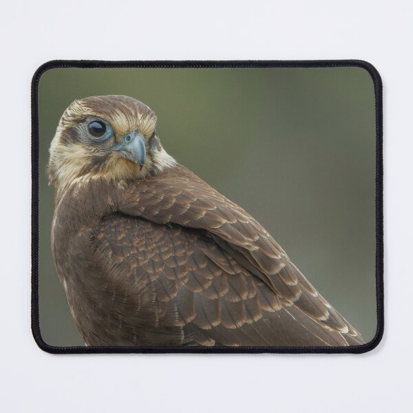 Item preview, Brown Falcon designed and sold by Nick Vertsonis.