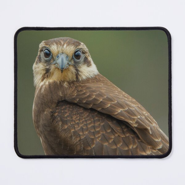 Item preview, Brown Falcon designed and sold by Nick Vertsonis.