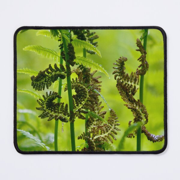 Item preview, Unfurling ferns designed and sold by MaggieRan26.