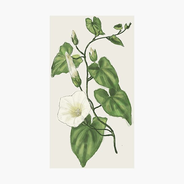 Aperçu de l'œuvre Illustration botanique Liseron des haies créée et vendue par CaillousArt.