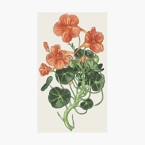 Aperçu de l'œuvre Illustration botanique Capucine créée et vendue par CaillousArt.