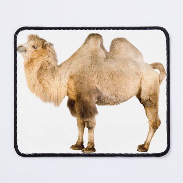 Item preview, Funky Camel designed and sold by dcohea.