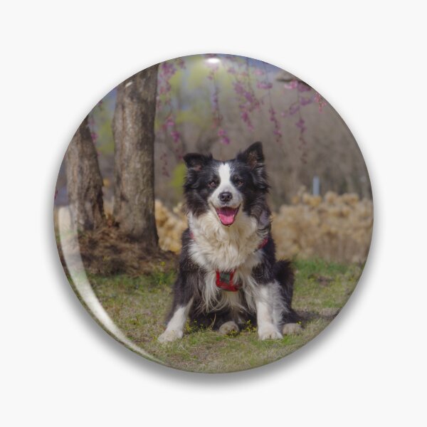 Item preview, Border Collie sitting on grass beneath pink cherry blossoms near a traditional waterwheel house at Suisha-no-Sato Park in Hokuto, Yamanashi, Japan. designed and sold by Pix4Japan.