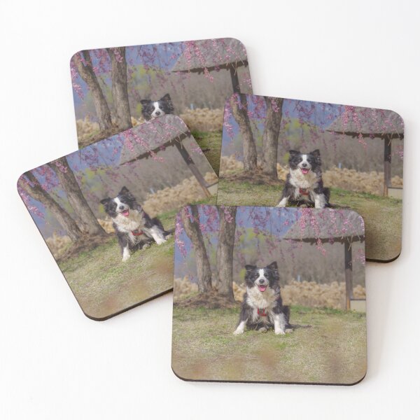 Item preview, Border Collie sitting on grass beneath pink cherry blossoms near a traditional waterwheel house at Suisha-no-Sato Park in Hokuto, Yamanashi, Japan. designed and sold by Pix4Japan.
