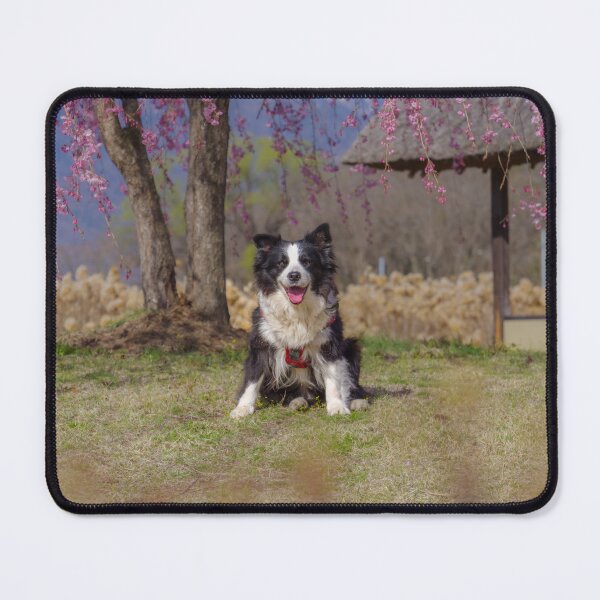Item preview, Border Collie sitting on grass beneath pink cherry blossoms near a traditional waterwheel house at Suisha-no-Sato Park in Hokuto, Yamanashi, Japan. designed and sold by Pix4Japan.