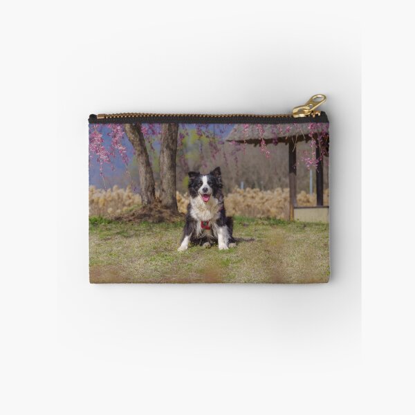 Item preview, Border Collie sitting on grass beneath pink cherry blossoms near a traditional waterwheel house at Suisha-no-Sato Park in Hokuto, Yamanashi, Japan. designed and sold by Pix4Japan.