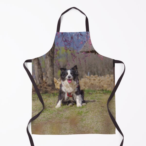Item preview, Border Collie sitting on grass beneath pink cherry blossoms near a traditional waterwheel house at Suisha-no-Sato Park in Hokuto, Yamanashi, Japan. designed and sold by Pix4Japan.