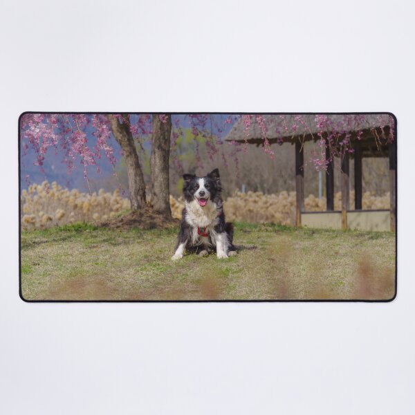 Item preview, Border Collie sitting on grass beneath pink cherry blossoms near a traditional waterwheel house at Suisha-no-Sato Park in Hokuto, Yamanashi, Japan. designed and sold by Pix4Japan.