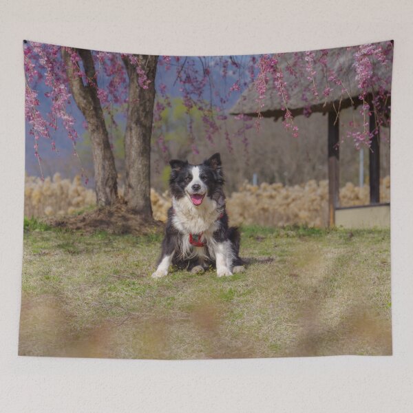 Item preview, Border Collie sitting on grass beneath pink cherry blossoms near a traditional waterwheel house at Suisha-no-Sato Park in Hokuto, Yamanashi, Japan. designed and sold by Pix4Japan.