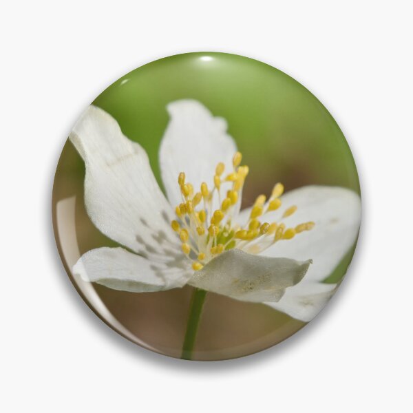 Item preview, In the sun. Wood anemone designed and sold by Jouko Lehto Photography.