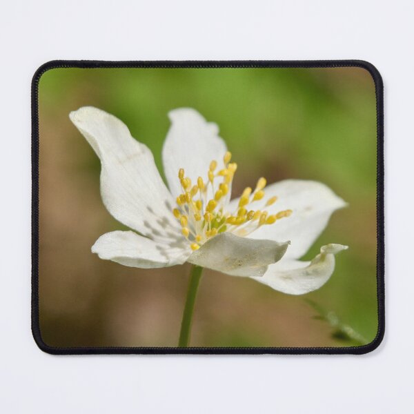Item preview, In the sun. Wood anemone designed and sold by Jouko Lehto Photography.
