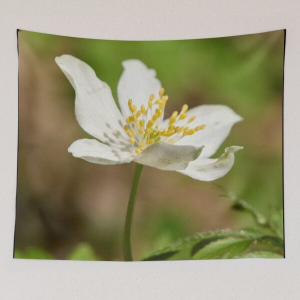 Item preview, In the sun. Wood anemone designed and sold by Jouko Lehto Photography.