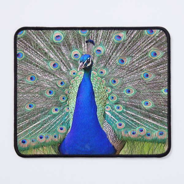 Item preview, Peacock display designed and sold by AntonyGRobinson.