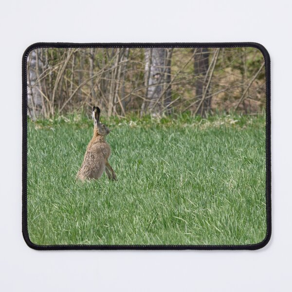 Item preview, Just to be careful. European hare designed and sold by Jouko Lehto Photography.