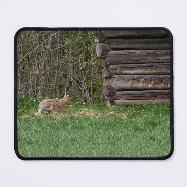Item preview, Hare and a barn.  European hare designed and sold by Jouko Lehto Photography.