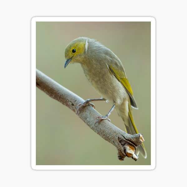 Item preview, White Plumed Honeyeater designed and sold by Nick Vertsonis.